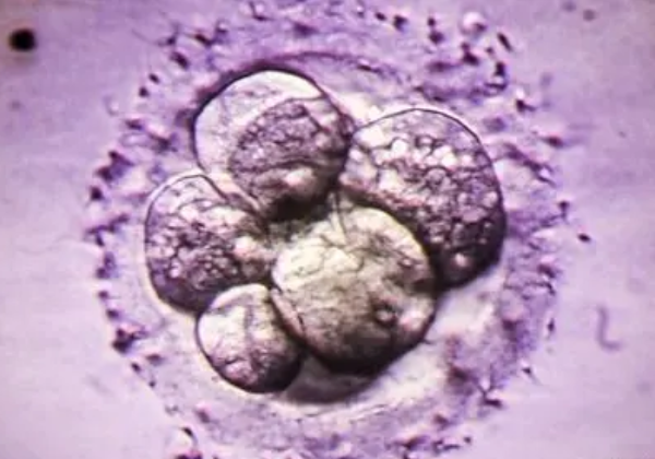 为什么做一代试管配成的胚胎养囊后生的男孩比较多？